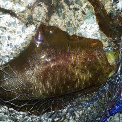 アオリイカ釣り