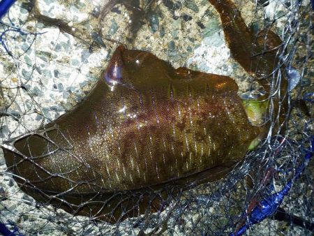 アオリイカ釣り