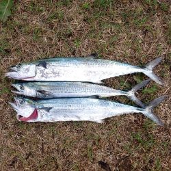 昨日の夜はアジング、今日の朝はサゴシ