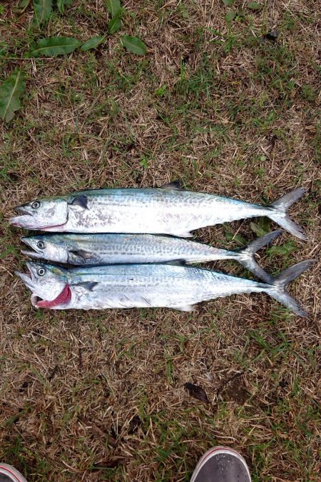 昨日の夜はアジング、今日の朝はサゴシ