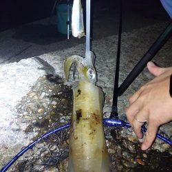 アオリイカ釣り