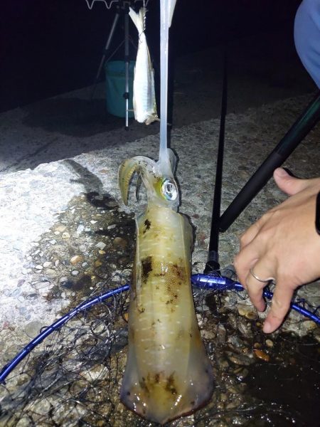 アオリイカ釣り