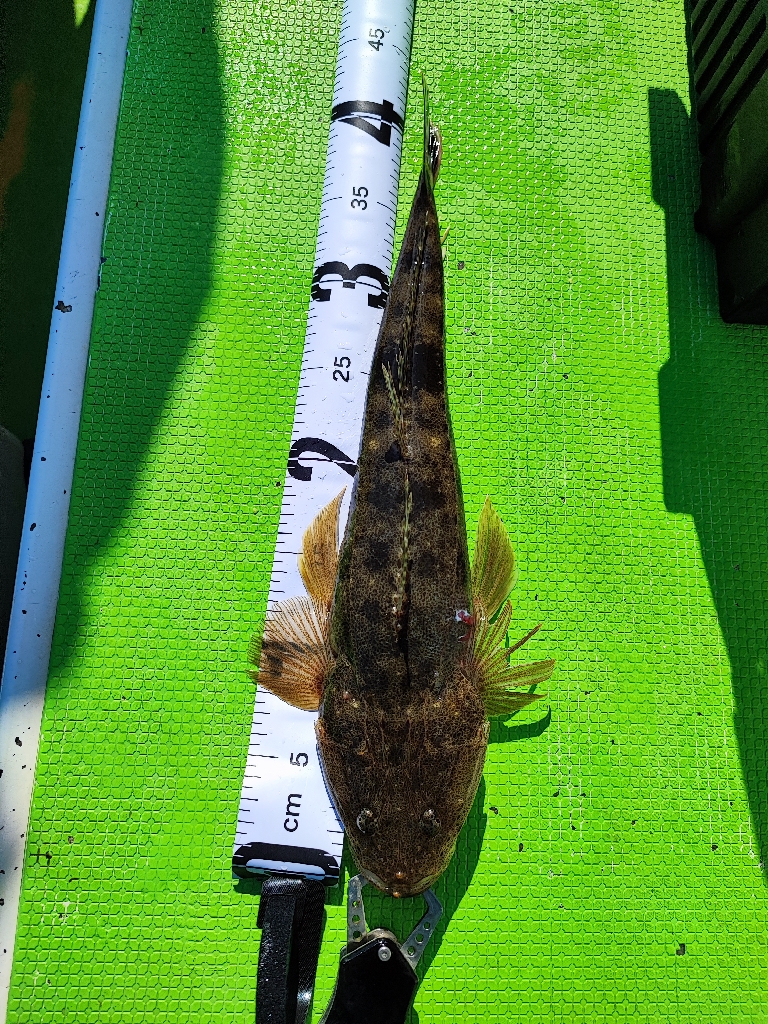 内房エリアにてタチウオジギング