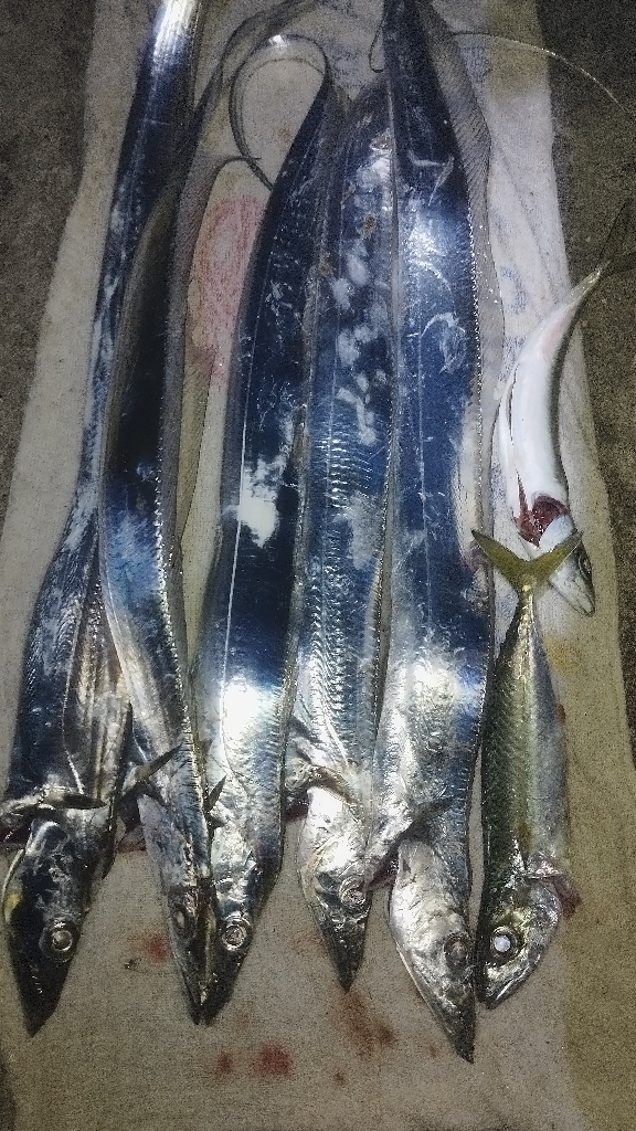 ロマンの紀ノ川、数のマリーナ