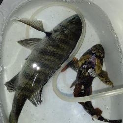 渋いながらの釣果