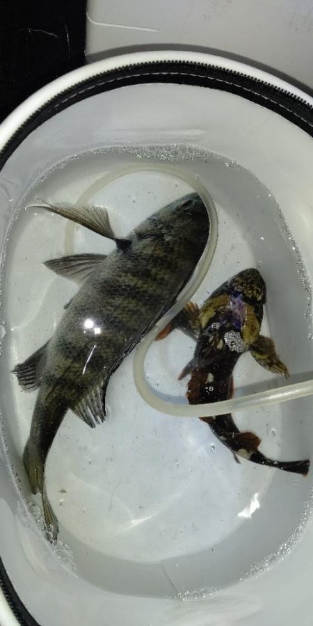 渋いながらの釣果