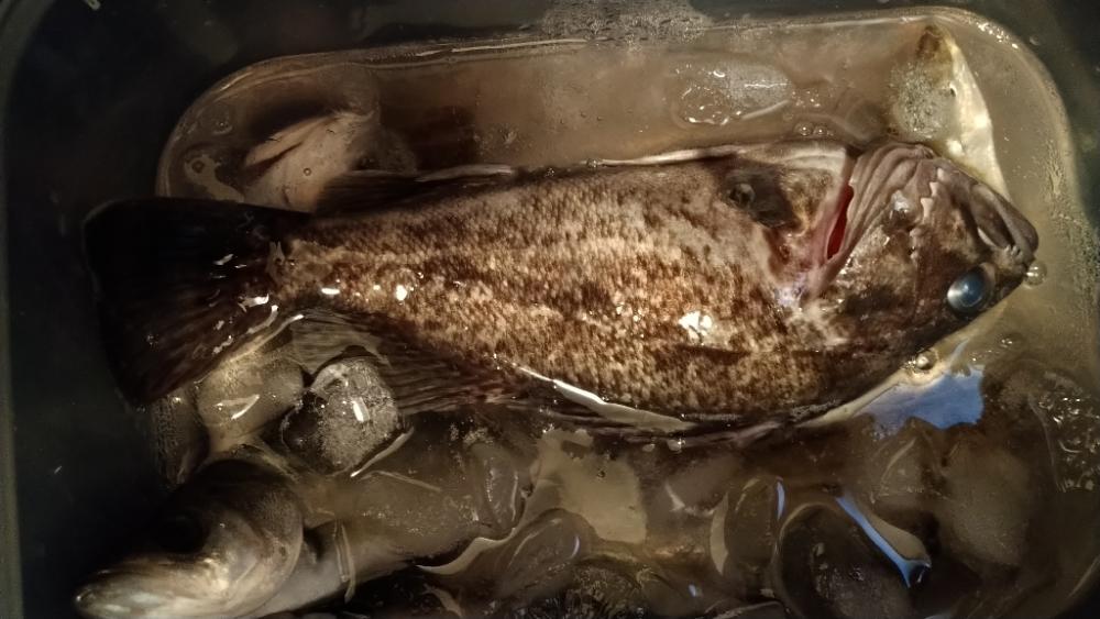 久々のルアーとキス釣り