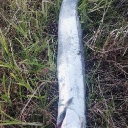 やっぱり1本(⁠^⁠^⁠)