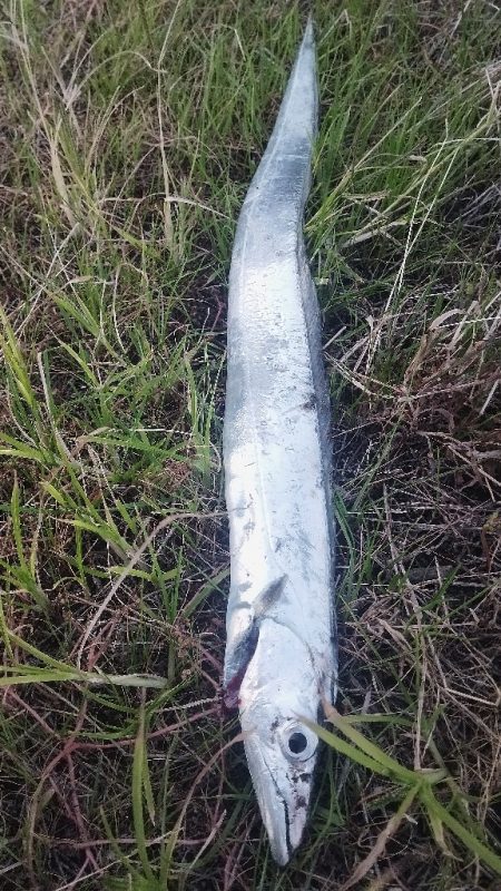 やっぱり1本(⁠^⁠^⁠)