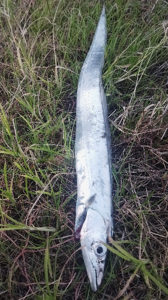 やっぱり1本(⁠^⁠^⁠)