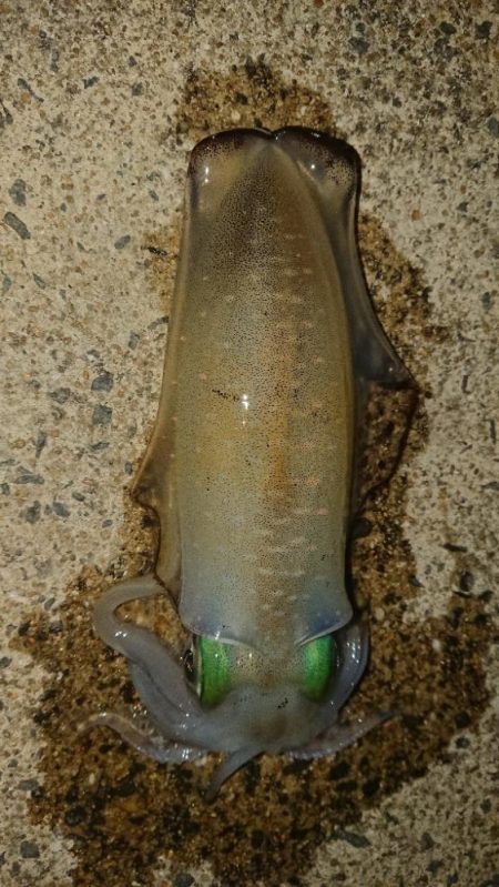 対馬エギング釣果