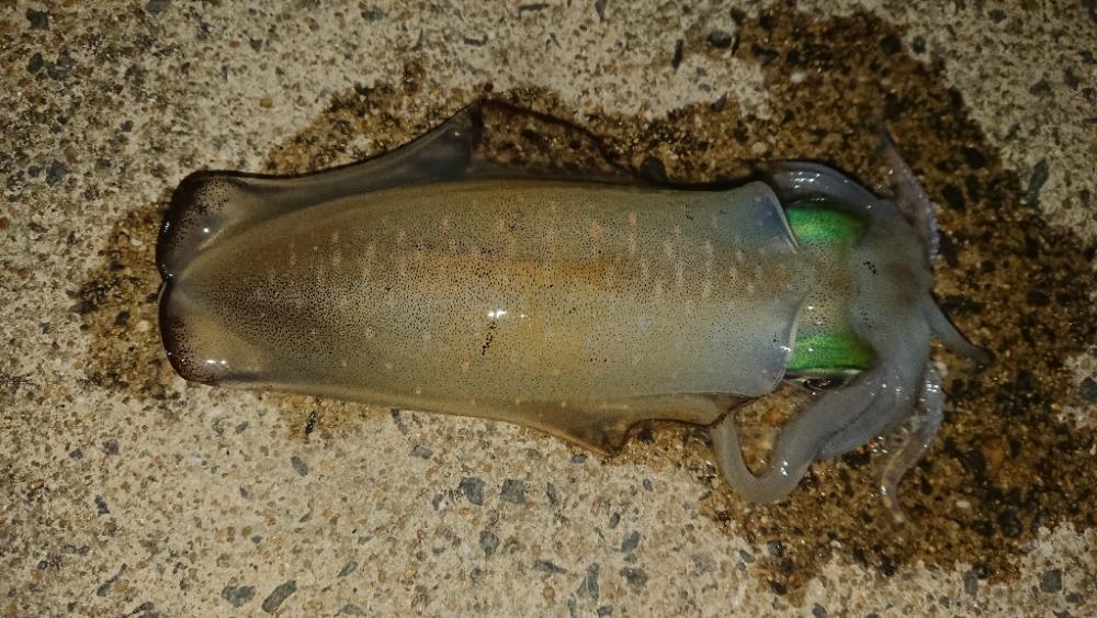 対馬エギング釣果