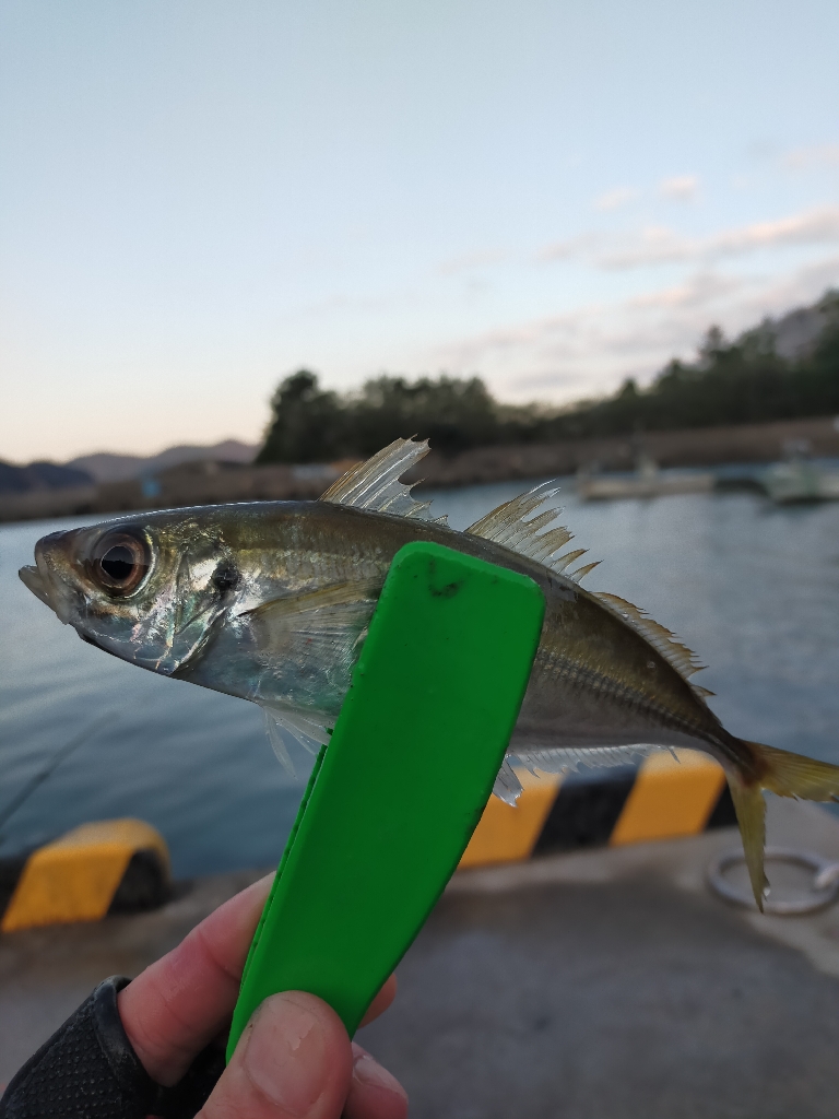 初めてのヒラメ