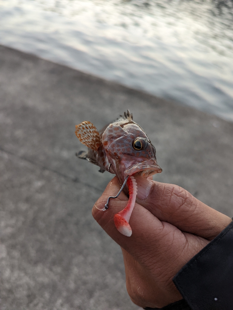 陸っぱり釣行記