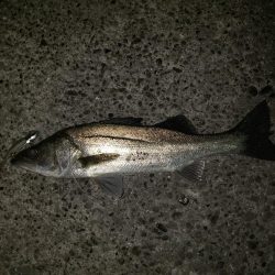 リベンジシーバス