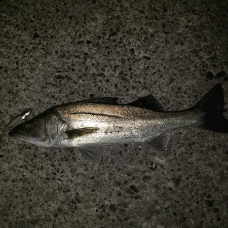 リベンジシーバス