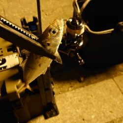 黄アジはどこへ？