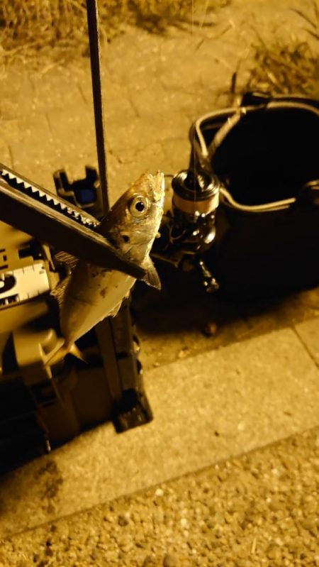 黄アジはどこへ？