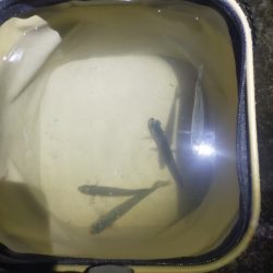 初めての遠投カゴ釣り