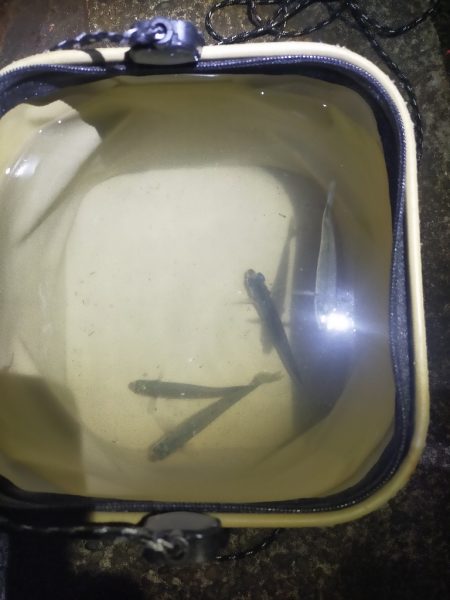 初めての遠投カゴ釣り