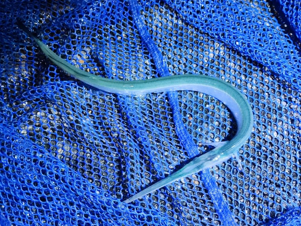 内房でルアーマゴチゲーム