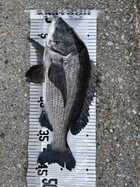 イチノ兄弟（兄）釣果！