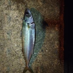 夜釣りでウキ釣り