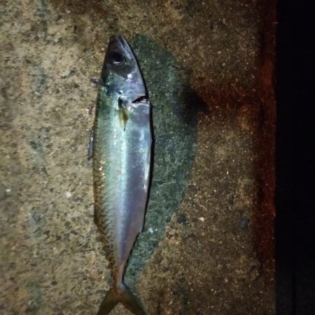 夜釣りでウキ釣り