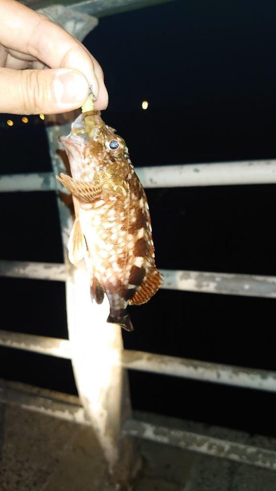 残念な釣行になりました。