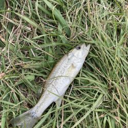 アジングでバス！