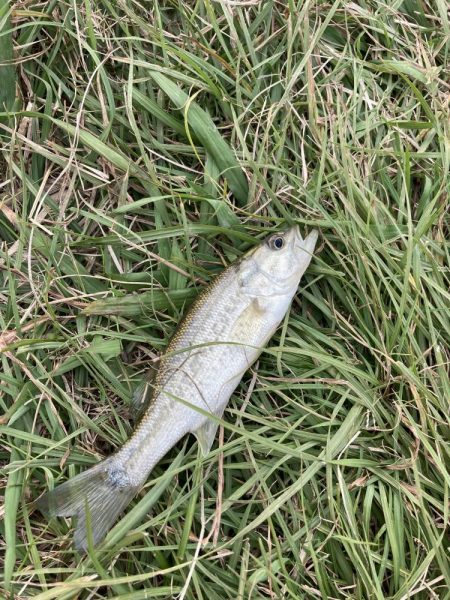 アジングでバス！