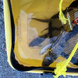 アジさん発見　カレイは不明