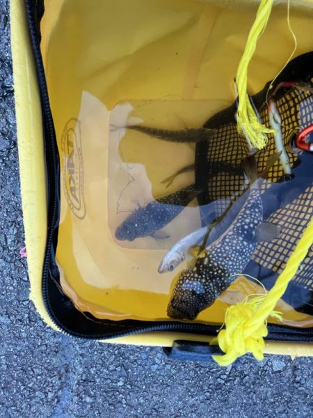 アジさん発見　カレイは不明