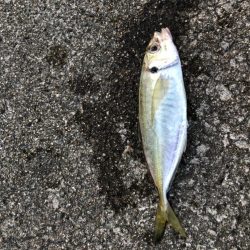 朝マヅメ　アジング