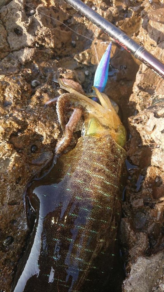 対馬エギング釣果