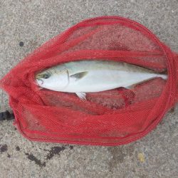 夕暮れのプチsalt water game