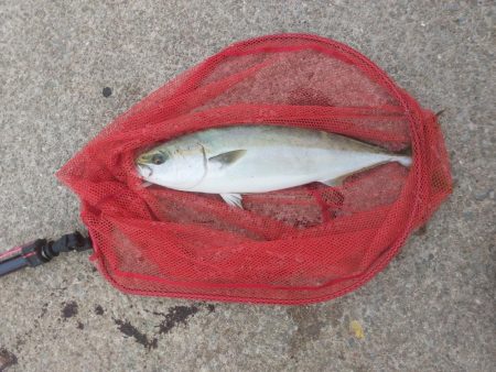 夕暮れのプチsalt water game