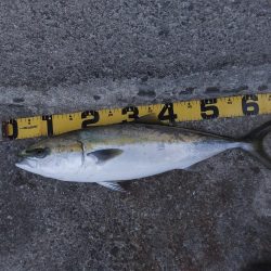 プチsalt water game