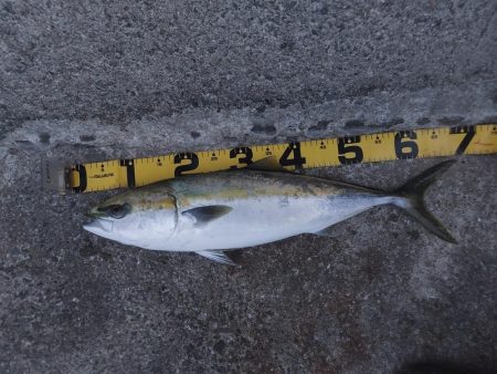 プチsalt water game