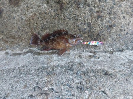 プチsalt water game