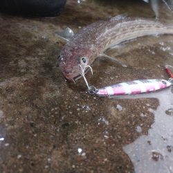 プチsalt water game