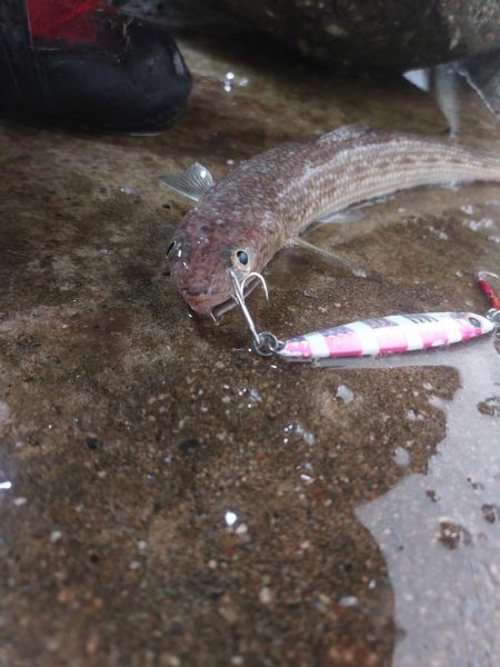 プチsalt water game