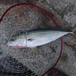 プチsalt water game