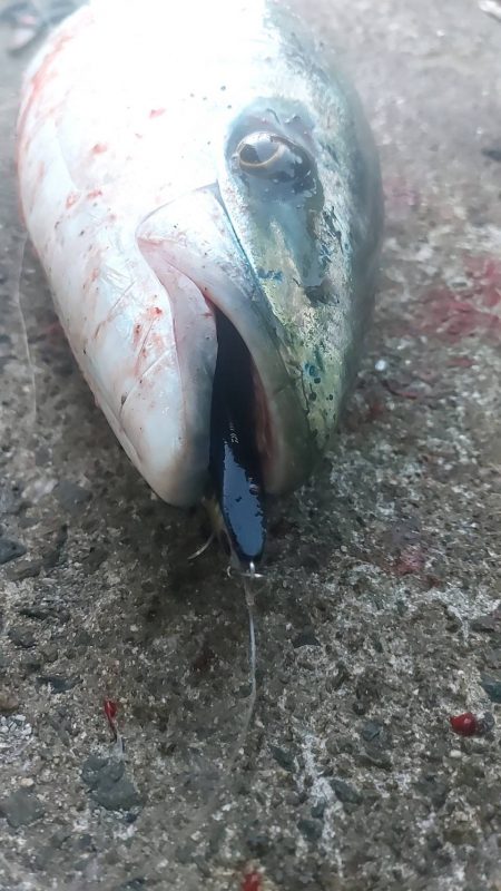 プチsalt water game