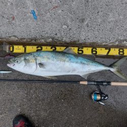 プチsalt water game