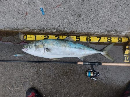 プチsalt water game