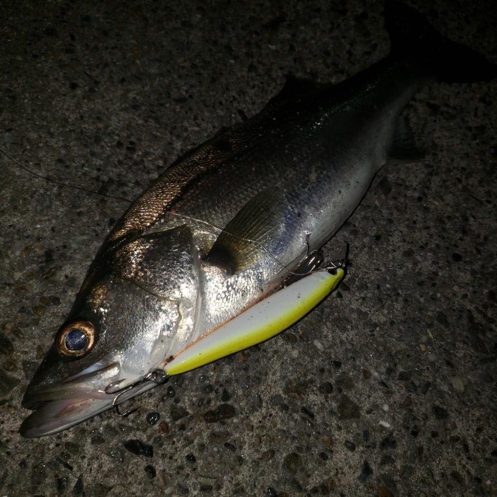 シーバス&ツバス