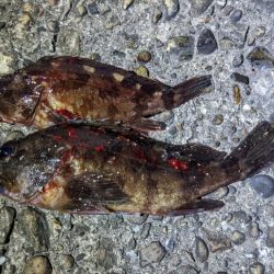 タチウオ不発　カワハギ良好