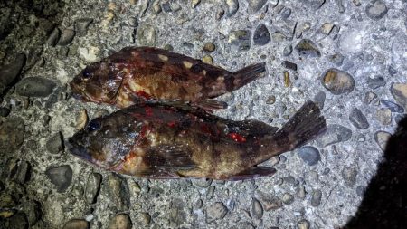 タチウオ不発　カワハギ良好