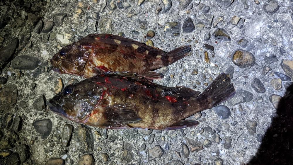 タチウオ不発　カワハギ良好